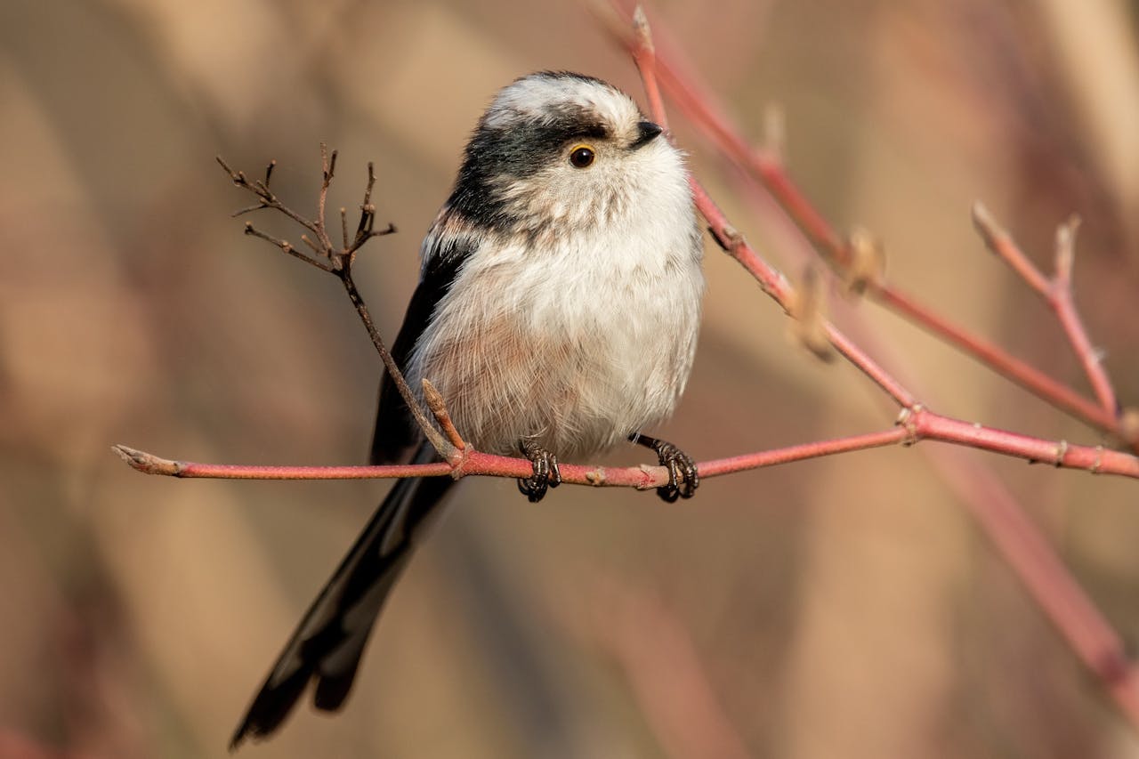 Long-tailed Tit